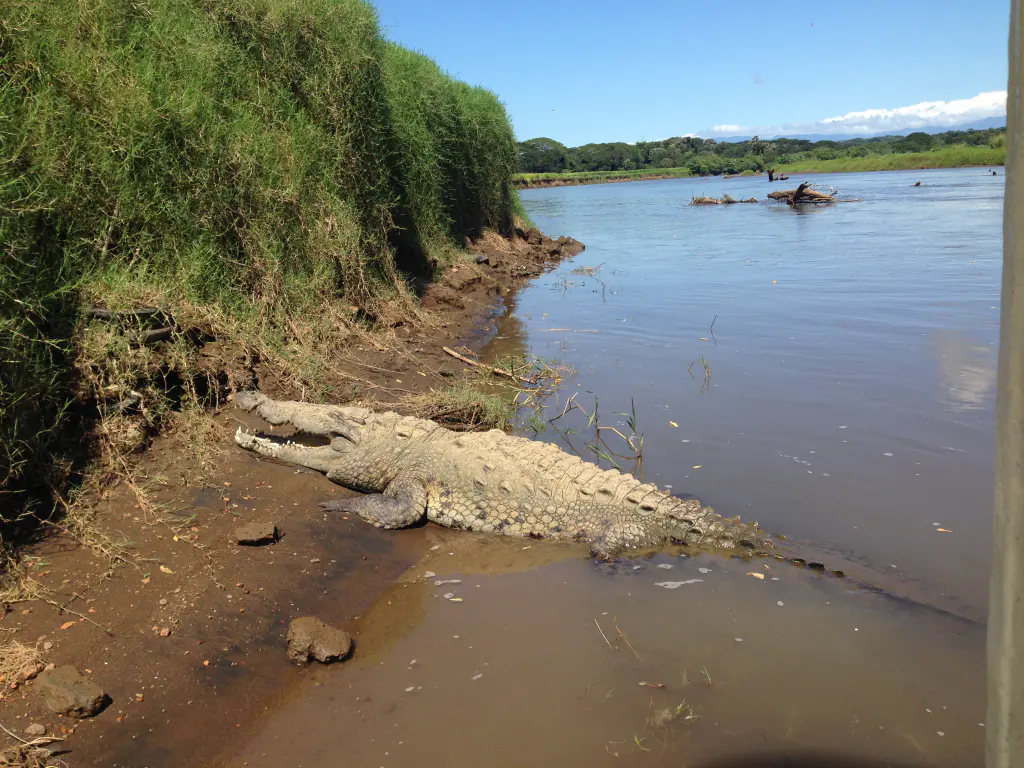 Crocodile sur la riviere Tarcoles