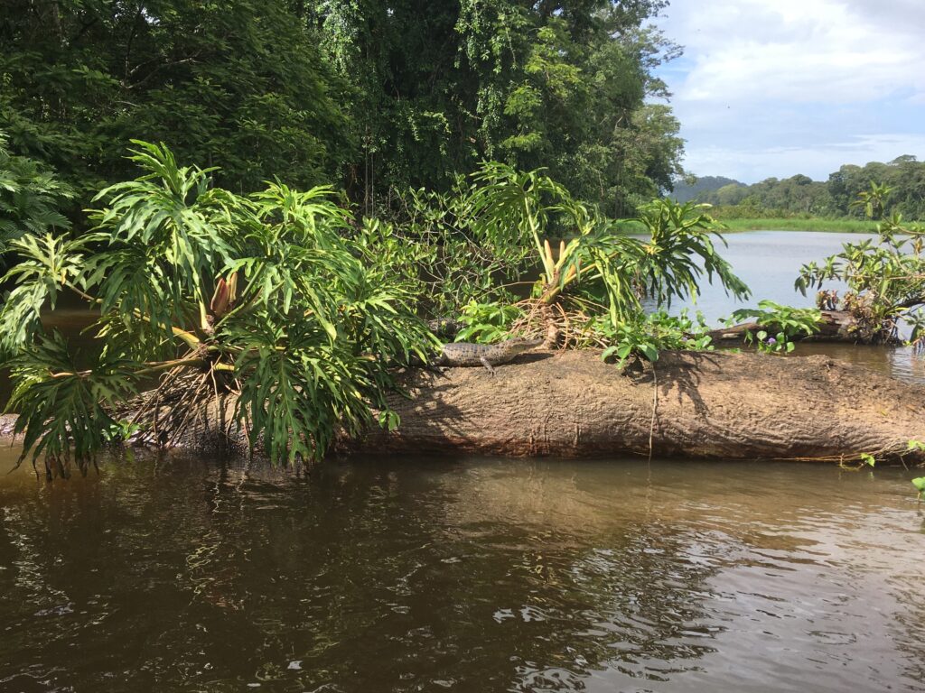 un bebe crocodile