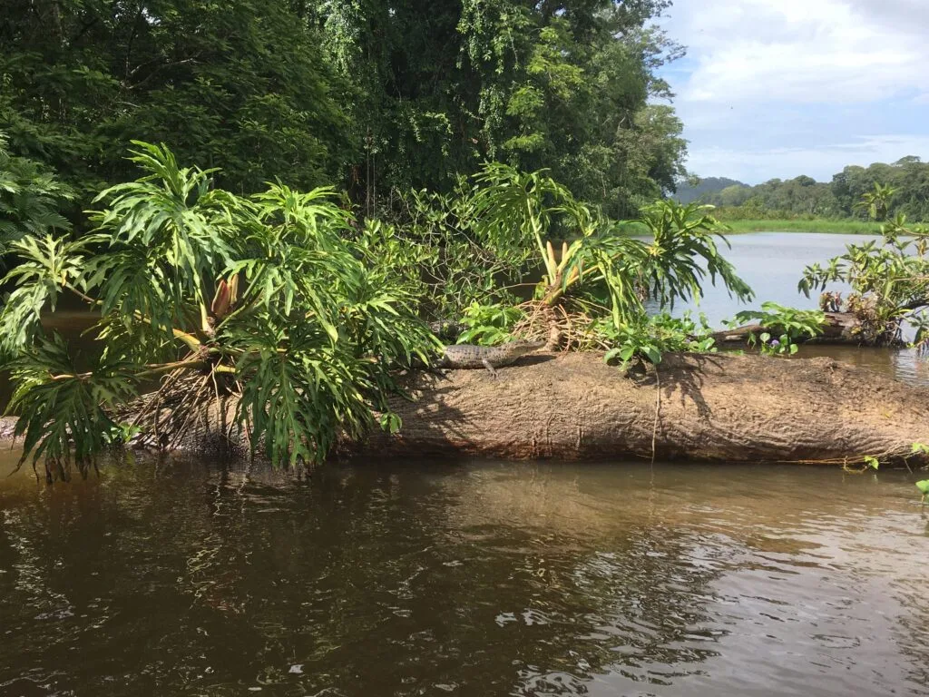 un bebe crocodile