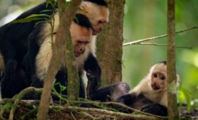 une famille de capucins