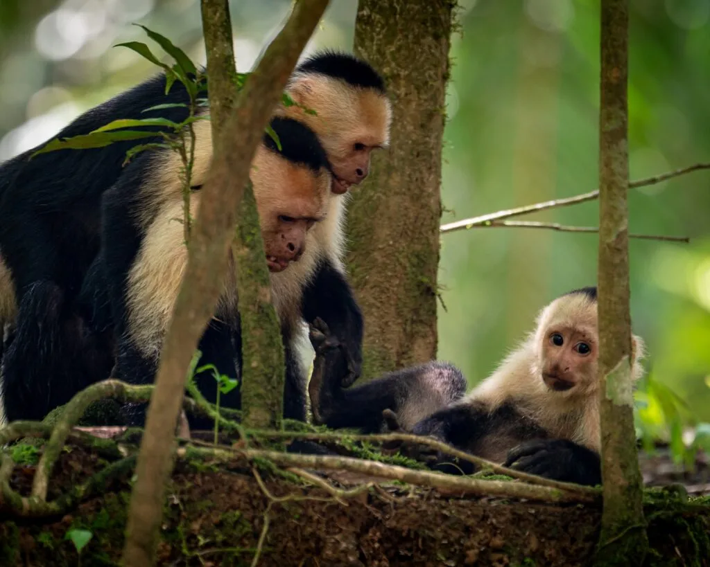 une famille de capucins