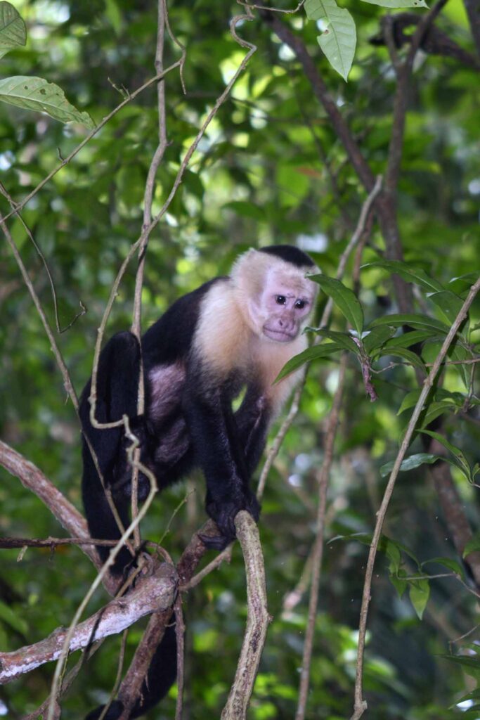 Un capucin dans un arbre