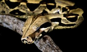 Le Boa Constrictor au Costa Rica : Géant discret de la jungle tropicale