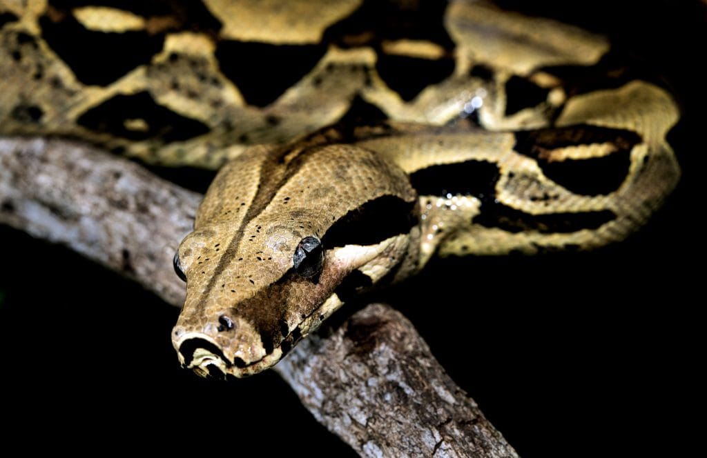 Le Boa Constrictor au Costa Rica : Géant discret de la jungle tropicale