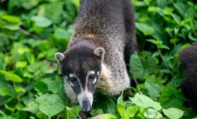 Le Coati du Costa Rica : L’acrobate malicieux de la forêt tropicale