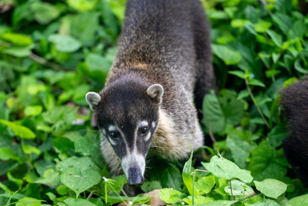 Le Coati du Costa Rica : L’acrobate malicieux de la forêt tropicale