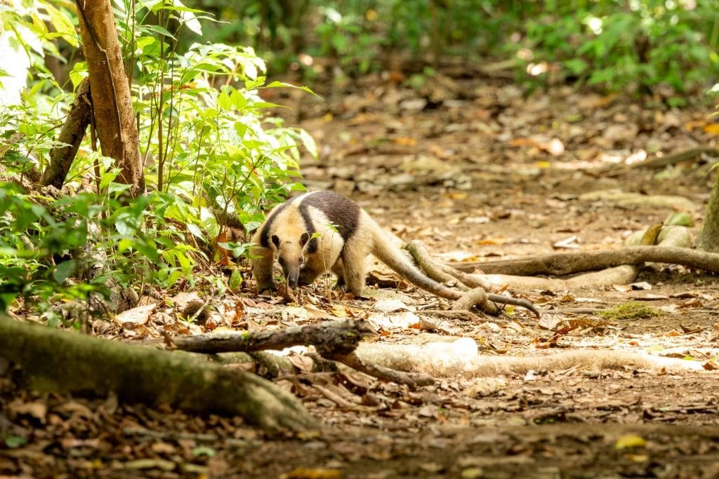 L’Oso Hormiguero du Costa Rica : Le Fourmilier, Pacifique de la Jungle