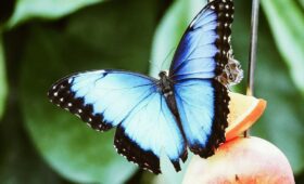 Les Papillons du Costa Rica : Une Symphonie de Couleurs au Cœur de la Jungle