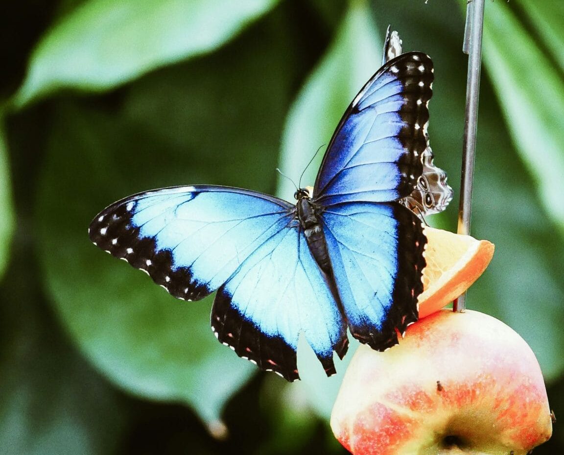 Les Papillons du Costa Rica : Une Symphonie de Couleurs au Cœur de la Jungle