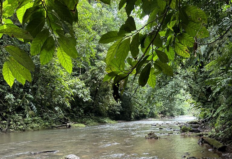 riviere jungle costa rica