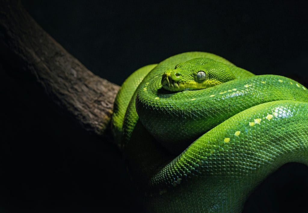 Les Serpents du Costa Rica : Guide Complet pour les Observer en Toute Sécurité