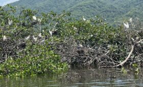 La mangrove, un écosystème en danger : comprendre, protéger, agir