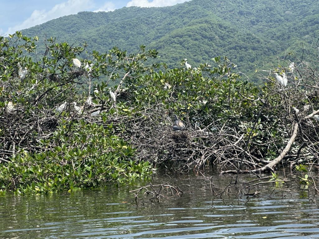 La mangrove, un écosystème en danger : comprendre, protéger, agir
