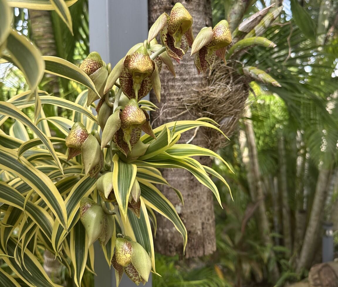 Les orchidées du Costa Rica : joyaux tropicaux de la biodiversité