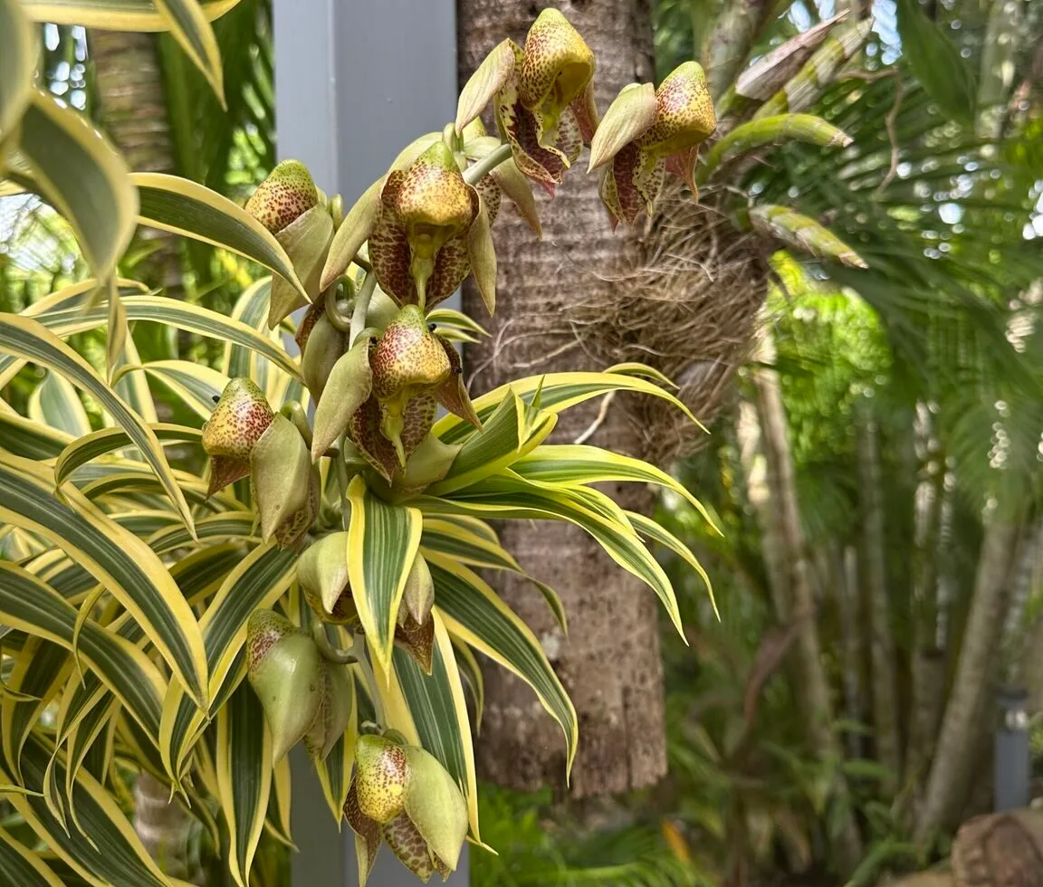 Les orchidées du Costa Rica : joyaux tropicaux de la biodiversité