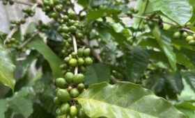 Le café du Costa Rica : fierté nationale, richesse culturelle et délice aromatique