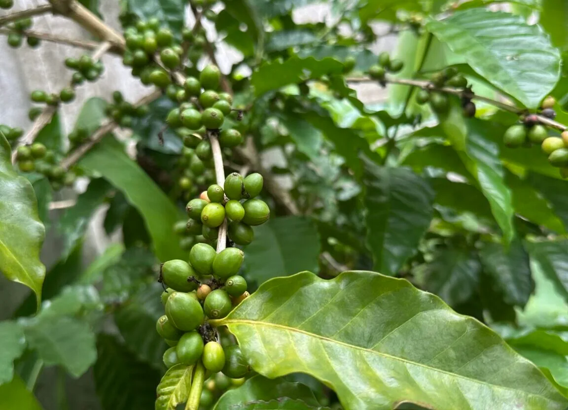 Le café du Costa Rica : fierté nationale, richesse culturelle et délice aromatique